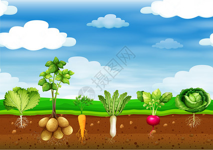 地上新鲜蔬菜插图Freshfre图片