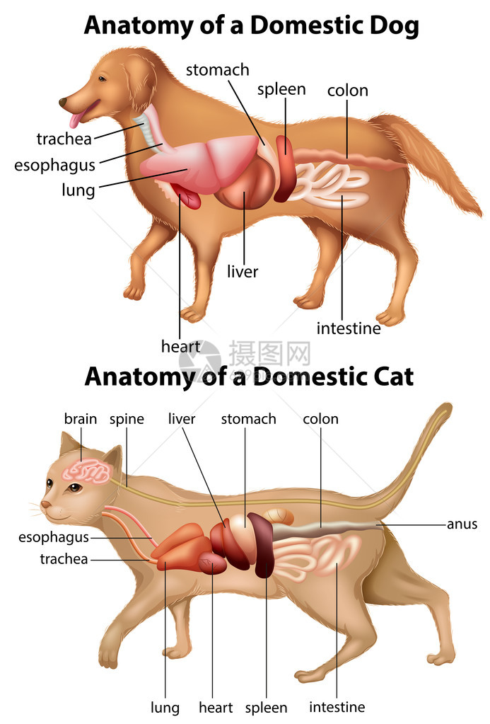 家养狗和猫的解剖图图片