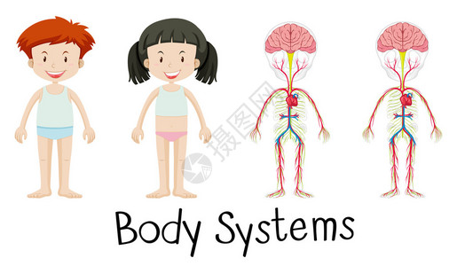 男孩和女孩插图的身体系统图片
