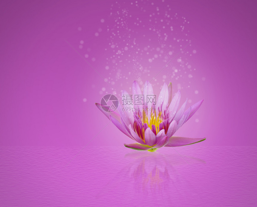 抽象魔法美丽的粉红色莲花睡莲图片