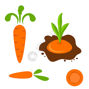 不同风格的胡萝卜矢量集卡通平面式种植胡萝卜蔬菜和橙片图片