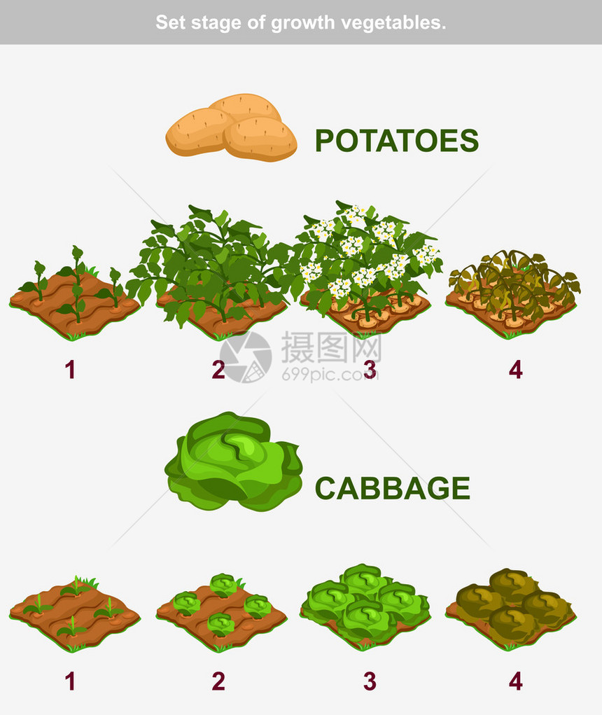 种植蔬菜的成套阶段图片