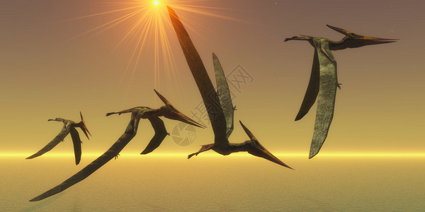 Pteranodons是飞行爬动物生活在北美洲的白鲸时期图片