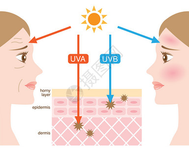 Uva信息图表皮肤插图UVA和UVB射线穿透之间的区别插画