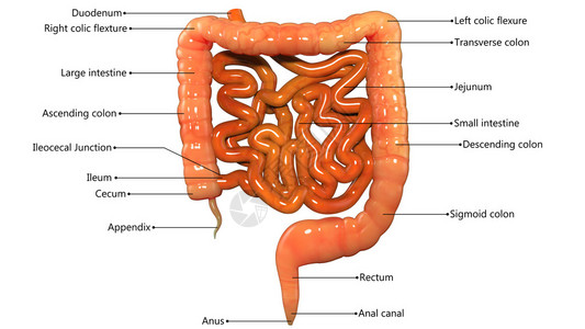 大肠和小肠的3D插图图片
