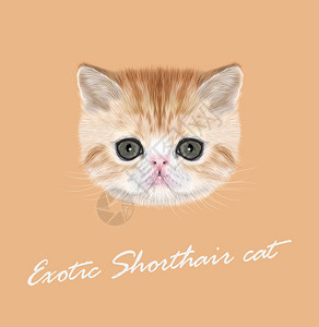 橙色背景上红色虎斑小猫的矢量插图肖像背景图片