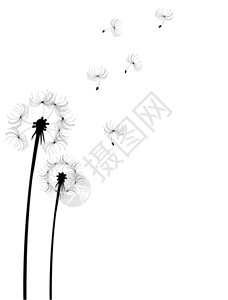 dandelion花朵光图片