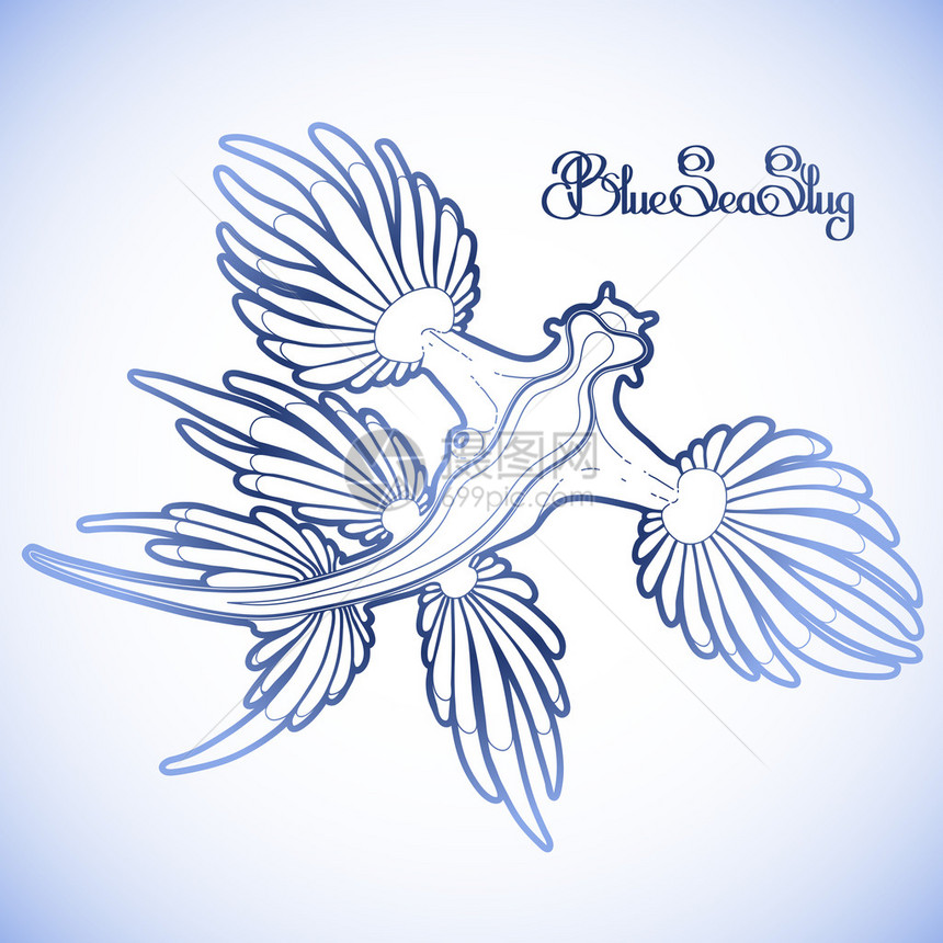 Glaucusatlanticus以线条艺术风格绘制的蓝色海蛞蝓蓝色的龙海天使蓝色的图片