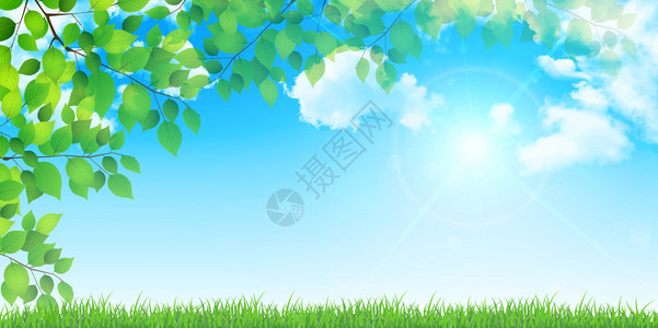 新鲜的绿叶树背景图片