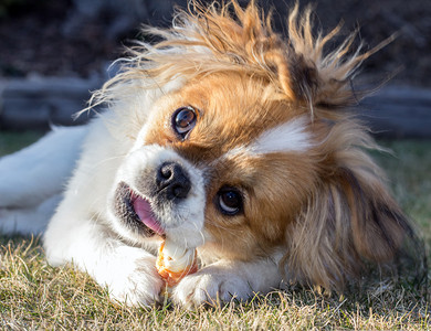 图为一只半岁的北京犬图片