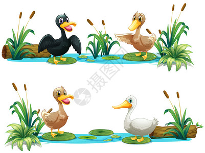 生活在池塘里的鸭子插图图片