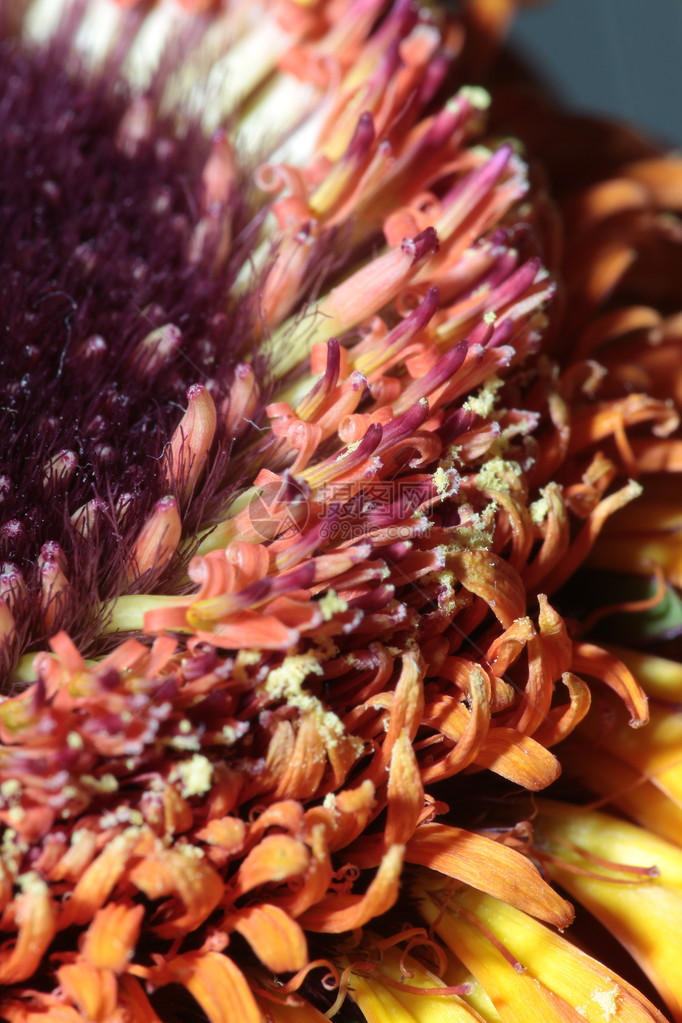 非洲菊花瓣抽象背景宏图片