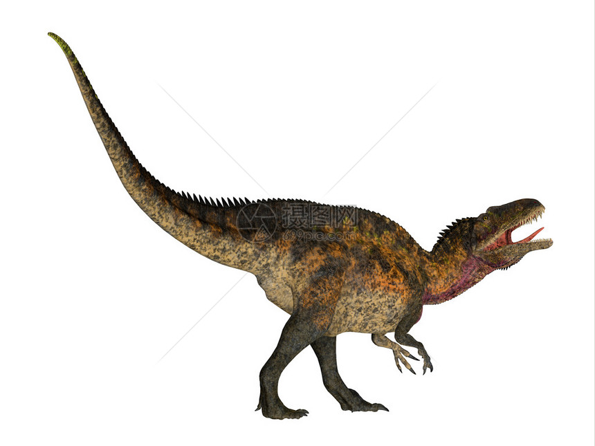 高棘龙是一种兽脚亚目食肉恐龙生活在白垩图片
