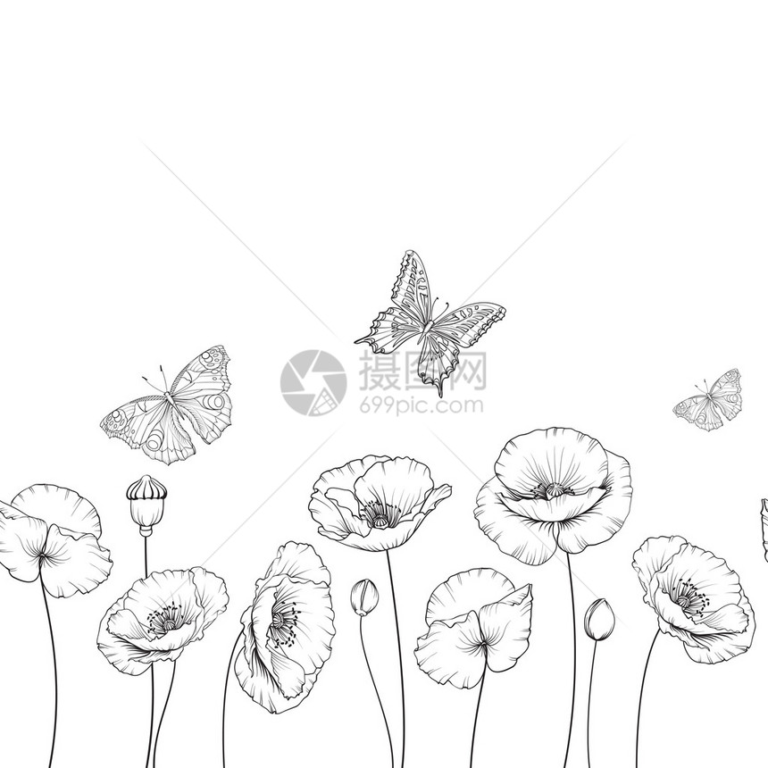 春天花背景与蝴蝶黑白轮廓飞蝶卡白上孤立的图片