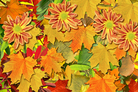 秋叶的抽象背景花菊图片