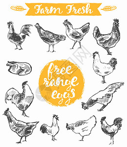 一套手工抽鸡免费场鸡和蛋标签农场新鲜鸡肉图片