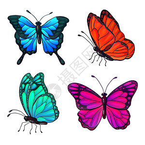 一组五颜六色的逼真蝴蝶矢量插图背景图片