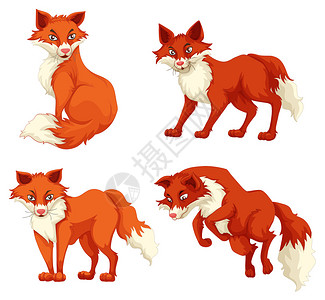 不同姿势的四只狐狸插图图片