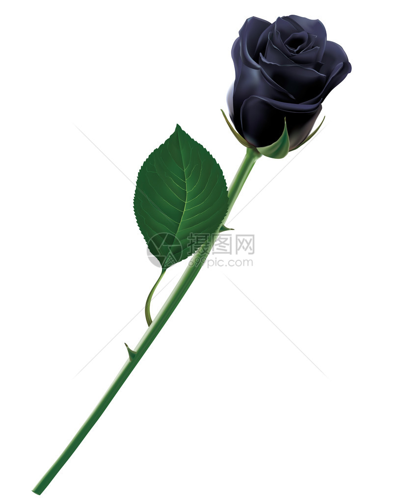 黑色玫瑰被孤立现图片