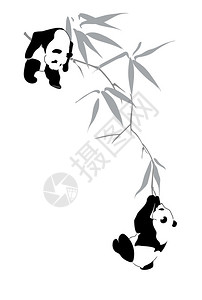 两只熊猫在竹子枝上图片