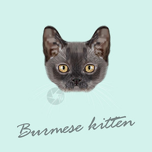 缅甸小猫的矢量插图肖像蓝色背景上家图片