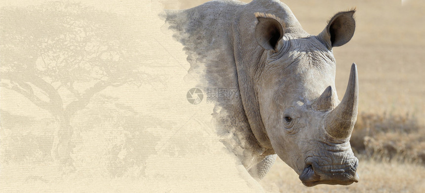 Rhino在纹质纸上的Rhino动物在图片