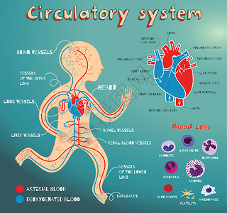 儿童的人体循环系统矢量彩色卡通插画人体心血管解剖方案血细胞的类型图片