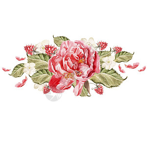 牡丹花束水彩插图图片