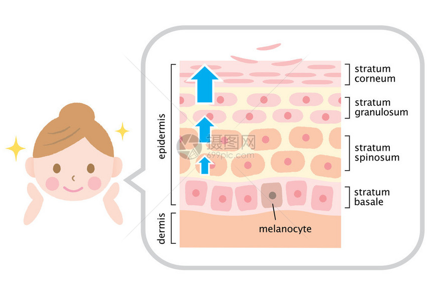 信息图表皮肤插图皮肤细胞更新图片