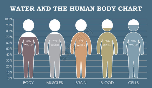 水和人体图表信息图图片