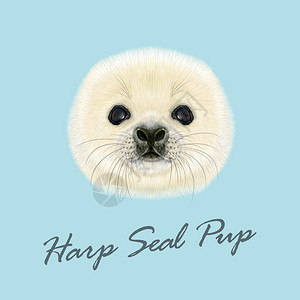 哈普海豹Pup的矢量光学肖像蓝色背景的哈普海豹宝图片