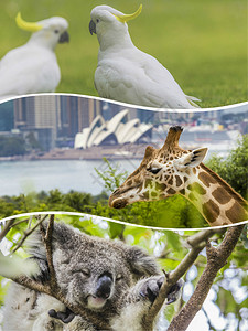 澳大利亚动物图像拼凑旅行背景图片