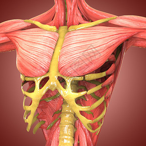 3D人体肌肉图片