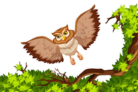 猫头鹰飞过树插图图片