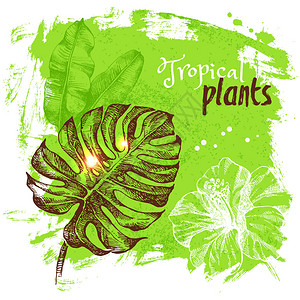 手绘素描热带植物背景矢量图图片