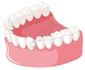 白色背景插图上的牙齿模型图片
