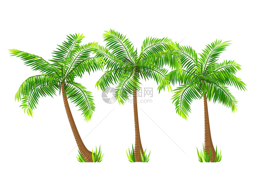 以白色背景隔离的外来热带椰子棕榈树成套植图片