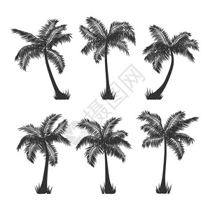 外表热带椰子棕榈树环影集在白图片