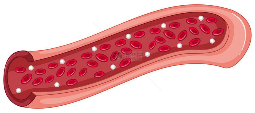 静脉插图中的红细胞图片