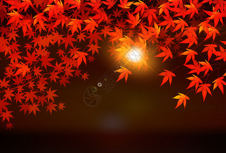 秋叶天风景背图片