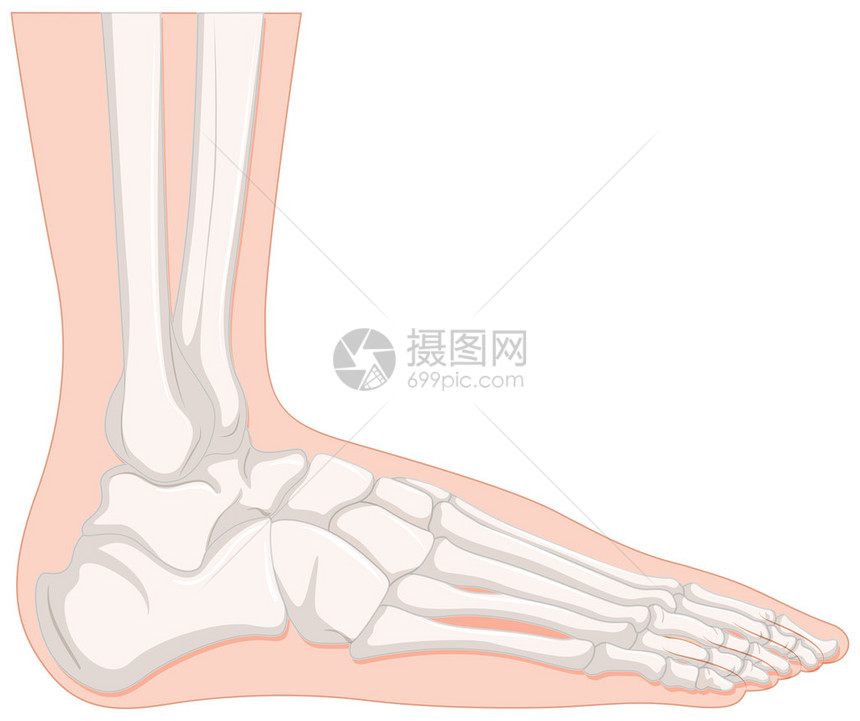 射线人脚骨图图片