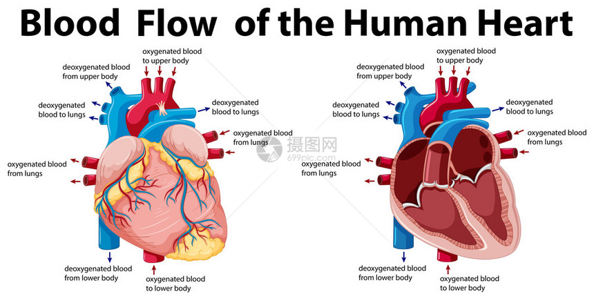 人的心脏图的血流图片