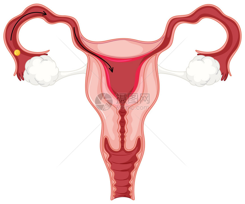 女人类插图中的月经周期图片