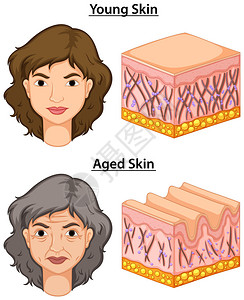 有年轻和年长皮图片