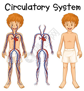有循环系统图的男孩图片