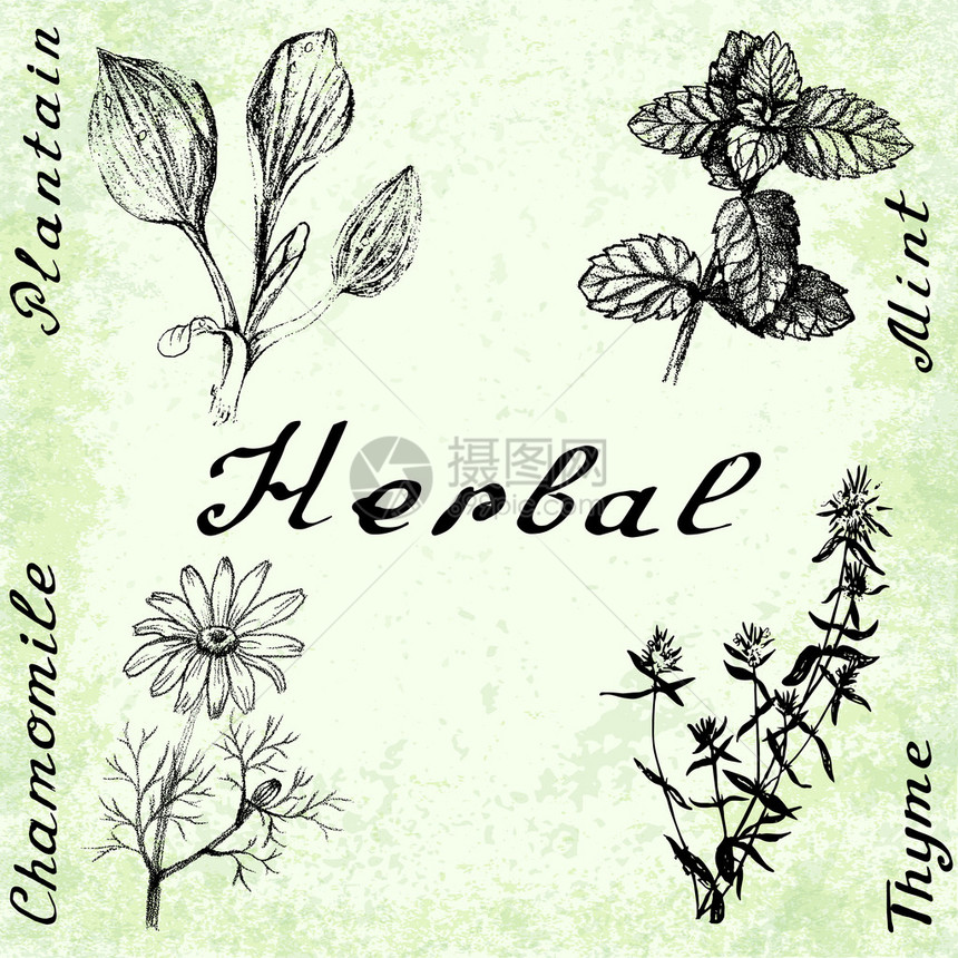 4幅植物画的矢量薄荷甘菊百里香平板手绘铅笔图片