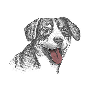 狗的脸手绘草图在白色背景上图片