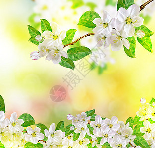 春天风景鲜花的苹果树图片