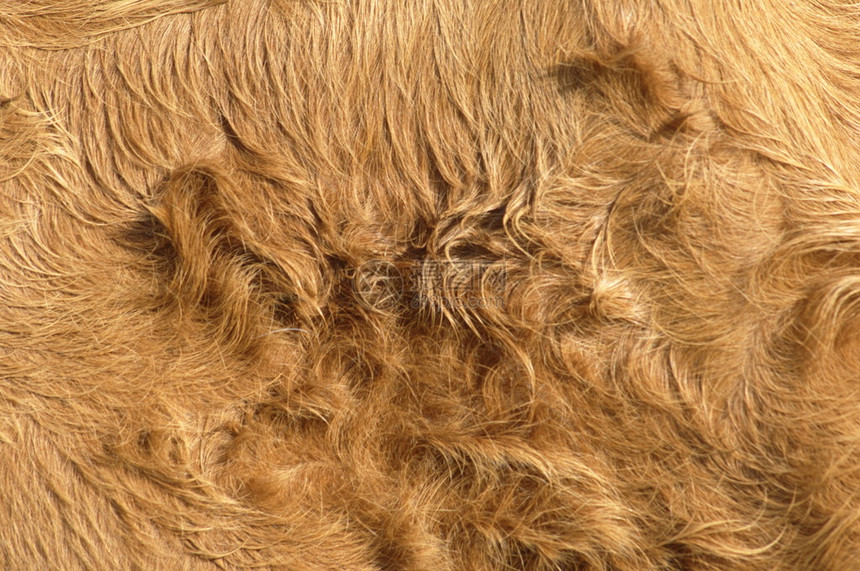 抽象动物毛皮背景图片