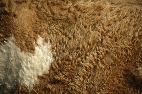 抽象动物毛皮背景图片